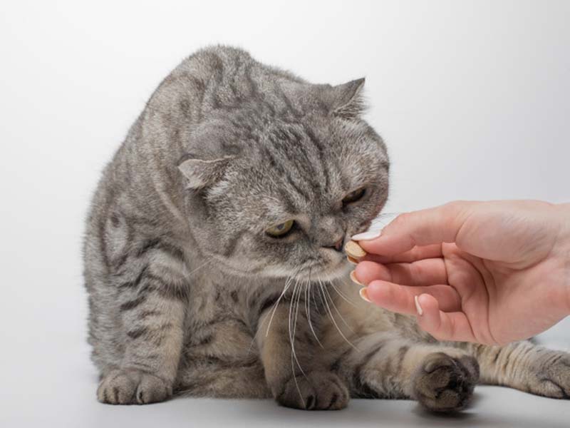 What are Cat Supplements